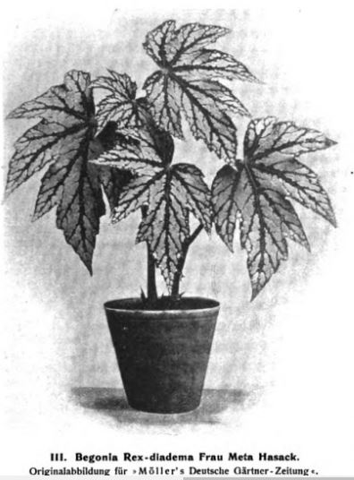 B. ‘Frau Meta Hassack’